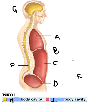 <p>B</p>