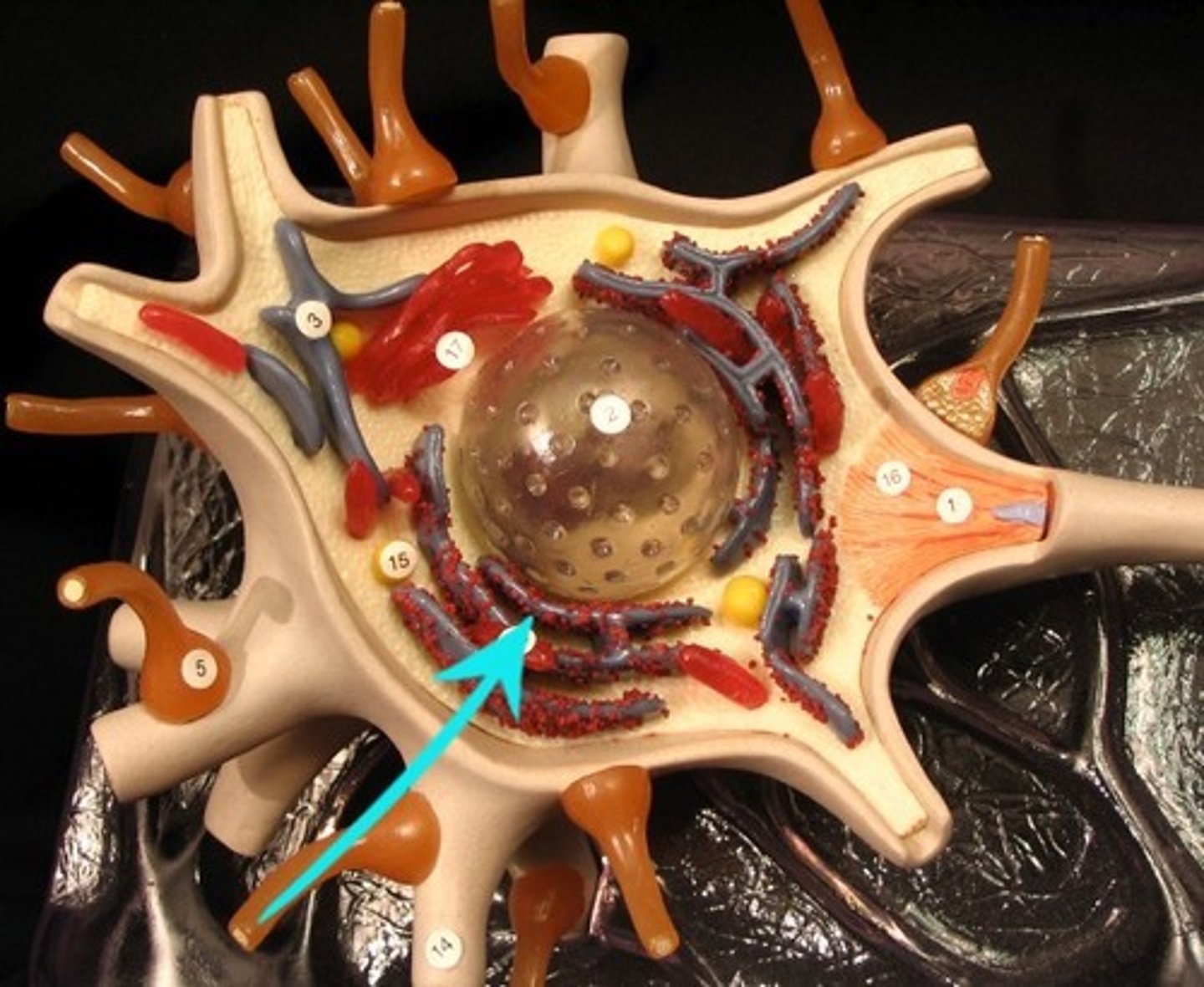 <p>Rough endoplasmic reticulum in neuron</p>