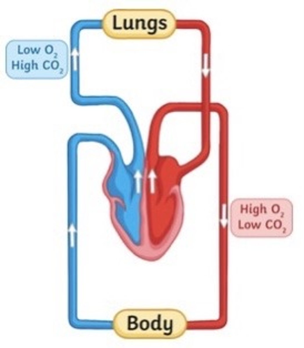 <p>Right ventricle of heart pumps blood to lungs where it is oxygenated, blood returns to heart where left ventricle pumps it to the rest of the body</p>