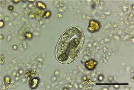 <p>A nematode parasite causing Strongyloidiasis, transmitted via skin penetration or ingestion, leading to diarrhea.</p>