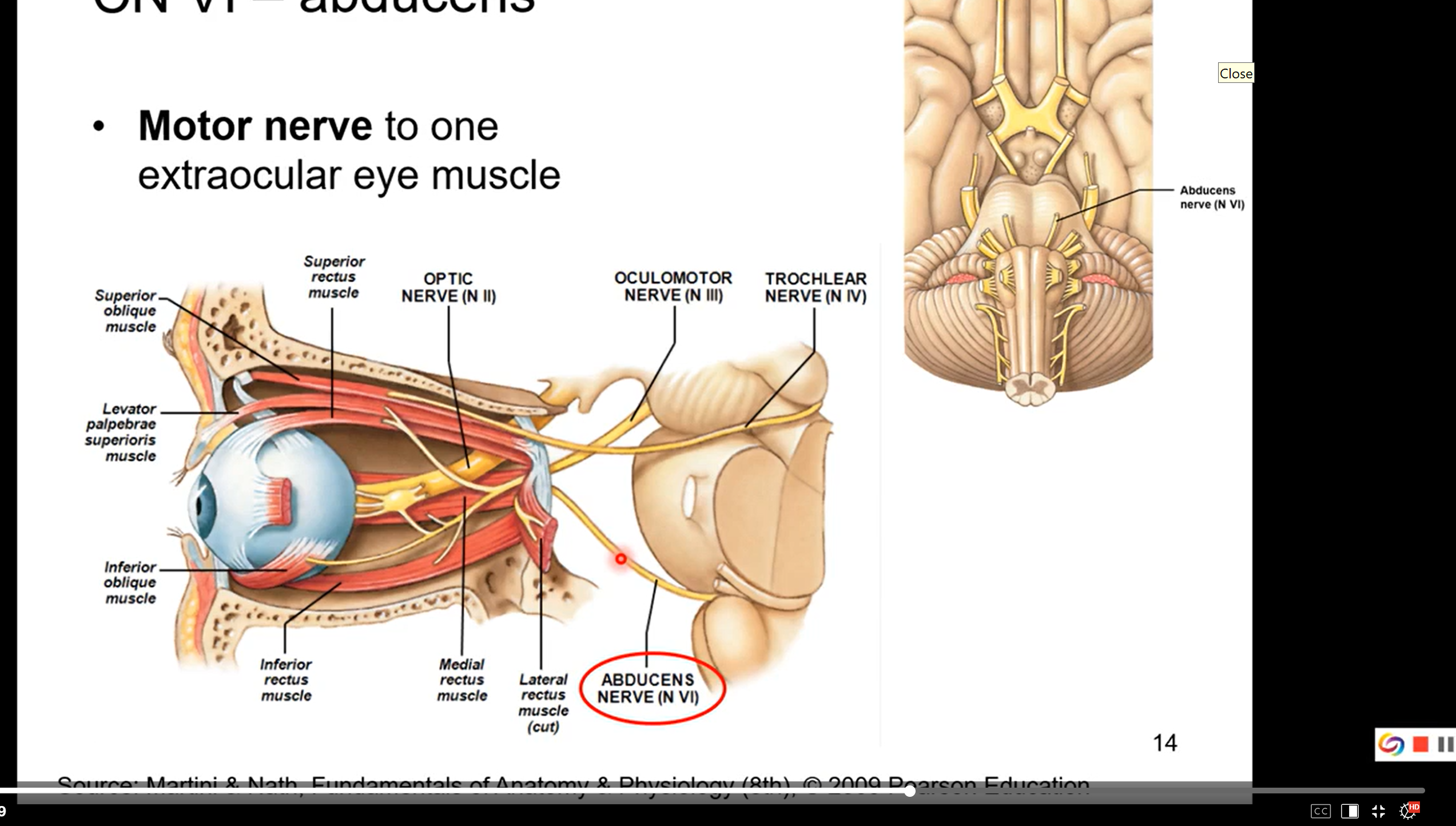 <p></p><ul><li><p>motor nerve to the final or 6th extraocular eye muscle </p></li><li><p>abducens is going to the muscle that will abduct your eye</p></li><li><p>if u look to left, right eye will abduct. if u look to right, left eye will abduct. all due to abducens</p></li></ul><p></p>