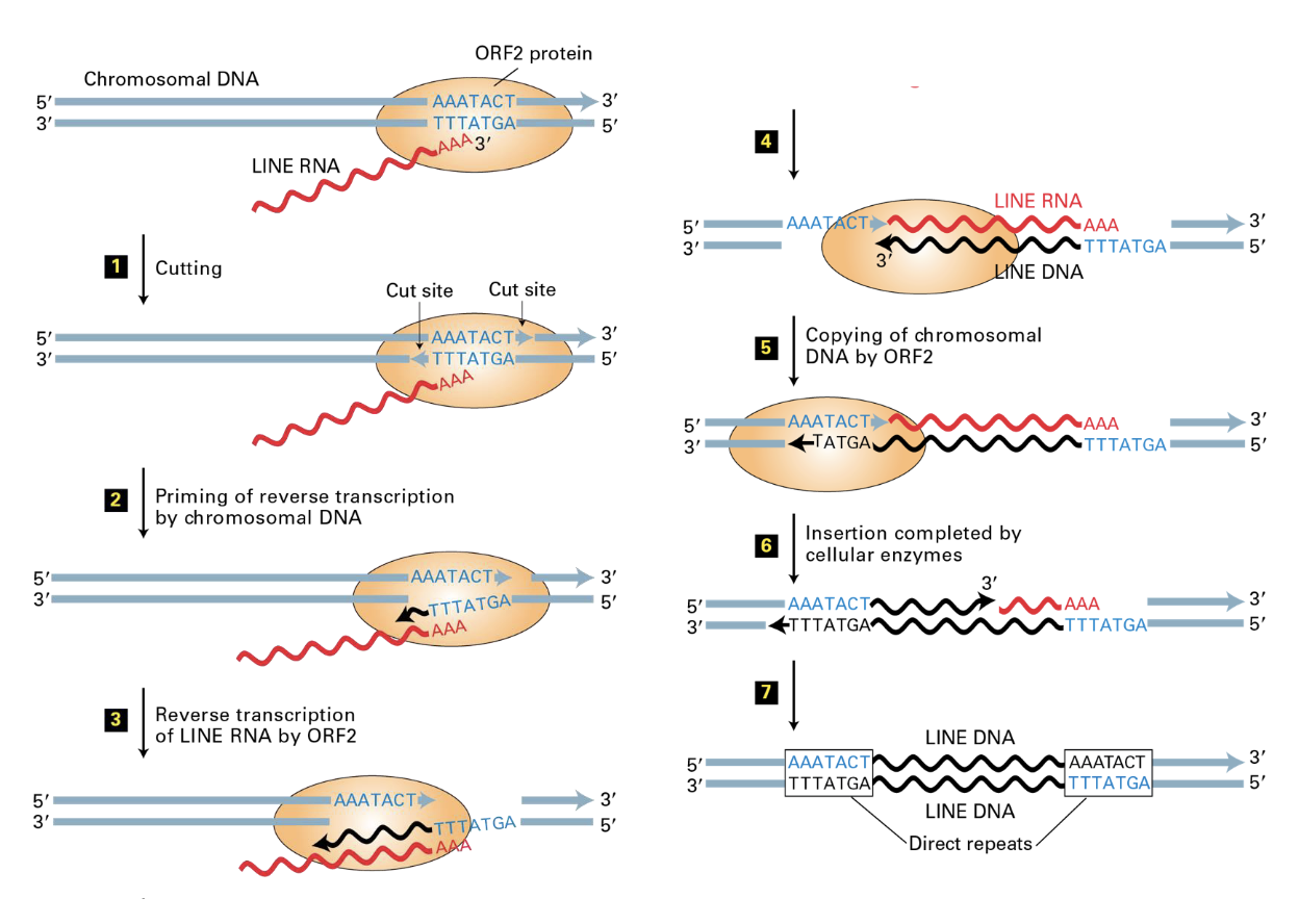 <ul><li><p>RNA is produced and exported from the nucleus</p></li><li><p>ORF1 (and RNA-bonding protein) and ORF2 (Reverse transcriptase and nuclease) are translated and bind LINEs RNA </p></li><li><p>RNA-protein complex imported to the nucleus</p></li><li><p>Nuclease cuts DNA at an AT-rich sequence and uses the DNA ends as primers</p></li><li><p>No transposase or integrase used</p></li></ul><p></p>