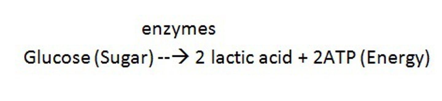 <p>Anaerobic respiration that converts pyruvate to lactic acid in order to recycle NAD+.</p>