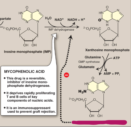 <p>Name this section of GMP synthesis.</p>