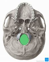 <p>big hole (inferior view); brain stem goes through</p>