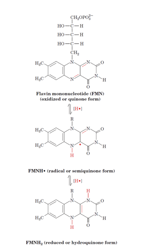 <p>Flavin is capable of both 1- and 2- electron transfers</p>