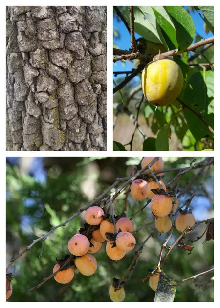 <p>Large round fruits, simple leaves lighter on the underside with wavy margins, twigs are smooth and gray, bark has chunky reptilian-like rectangular blocks, open crown of contorted branches </p>