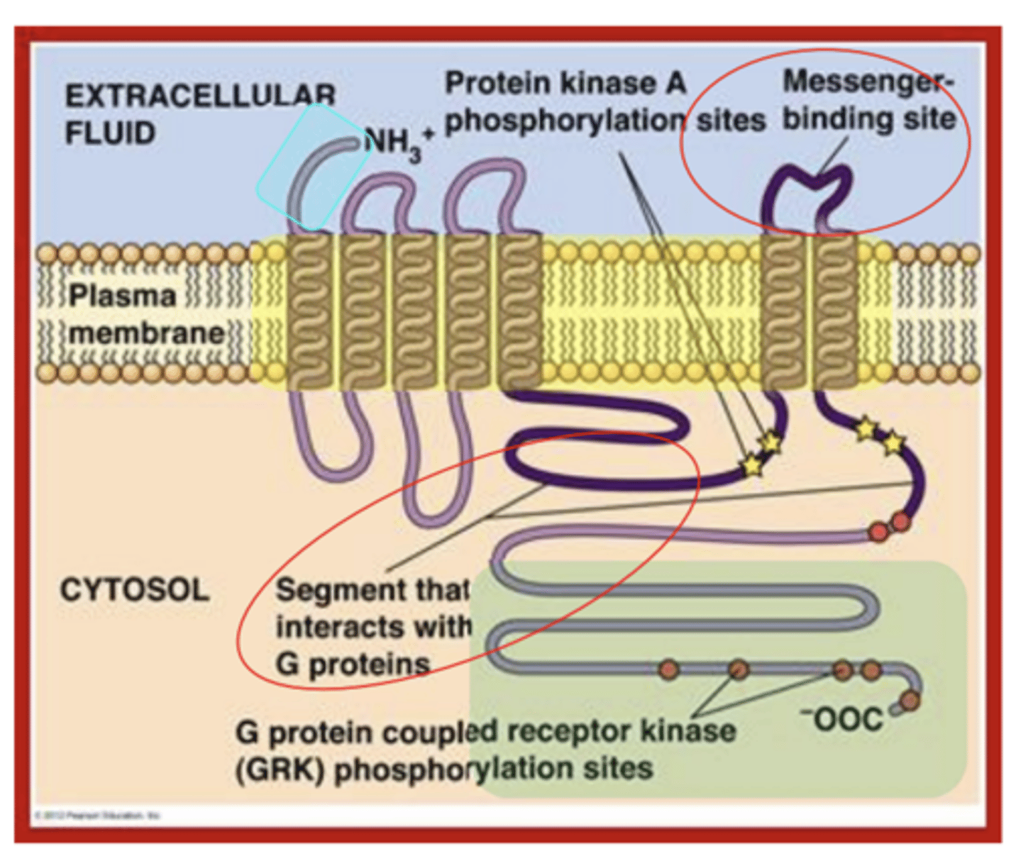 <p>prevention of this TM helix reorientation (conformation change)</p>