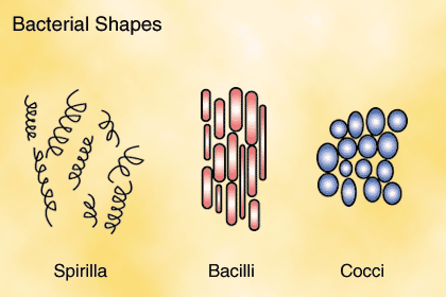 <p>Bacillus- rod shaped</p><p>coccus- spherical</p><p>spirillum- helical</p>