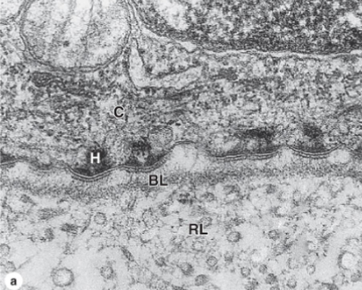 <p>identify the parts of this epithelial tissue</p>