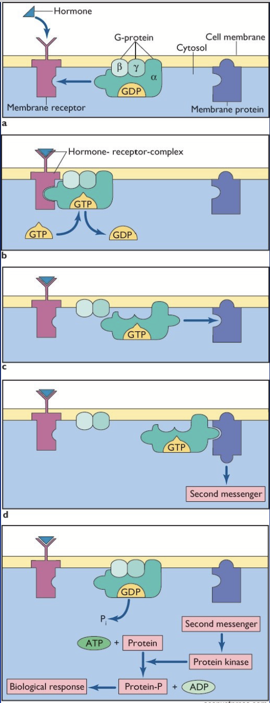 <p><u>THREE major types differing by their α subunit.</u></p><p>Action:</p><ol><li><p>Hormone binds to a receptor coupled to G-proteins (αβγ subunits).</p></li><li><p>Change in receptor conformation = exchange of GDP with GTP on Gα subunit.</p></li><li><p>Gα subunit dissociates from βγ subunits and activates a membrane protein.</p></li><li><p>Activated membrane protein stimulates a cascade of<strong> second messengers</strong>.</p></li><li><p>The second messengers elicit the biological response in the cell.</p></li></ol><p></p>