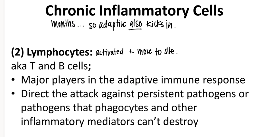 <p>T and B cells DIRECT attack against invincible pathogens </p><p>ADAPTIVE imm </p>