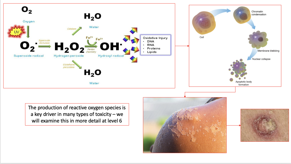 <ul><li><p>UV light exposure to oxygen → superoxide radical → hydrogen peroxide → free hydroxyl radical </p></li><li><p>hydroxyl radical has an unpaired electron, which is really toxic in a cellular environment → oxidative stress as it wants its electron paired → reacts with our DNA, RNA, proteins and lipids in an uncontrolled fashion</p></li><li><p>body responds by telling cells to die by apoptosis → damage to skin</p></li></ul><p></p>