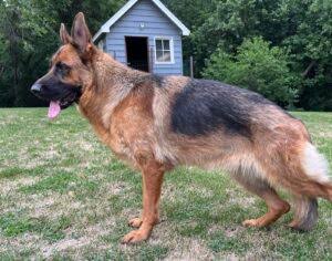 <p>(herding group)</p>