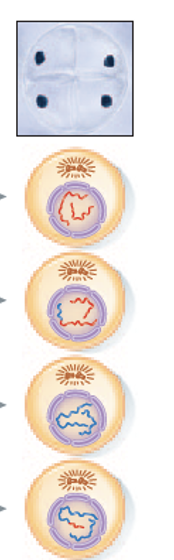 <p>Individual chromosomes gather at each of the two poles, and a new nuclear envelope forms.</p>