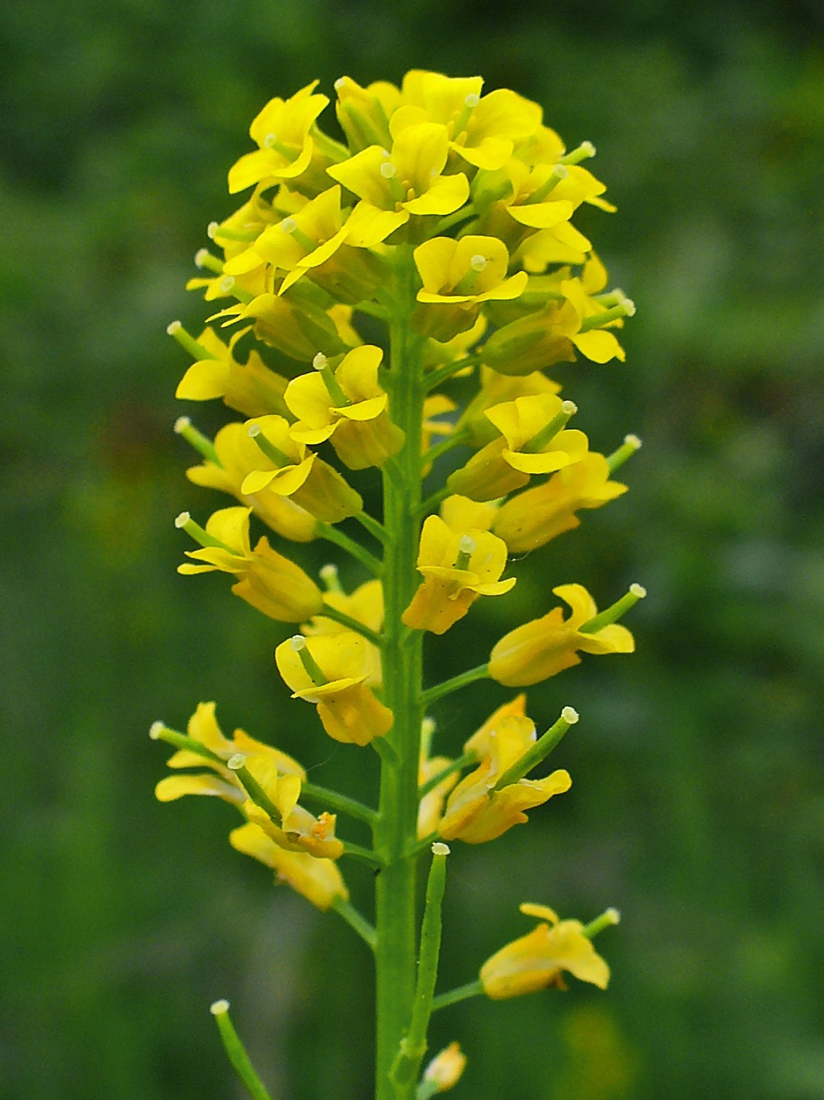 <p>brassicaceae</p>