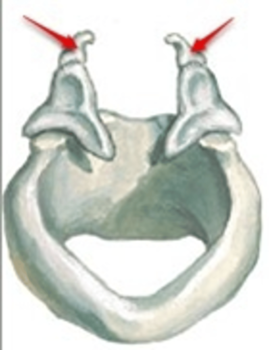 <p>attached to arytenoid cartilages like a pair of little horns</p>