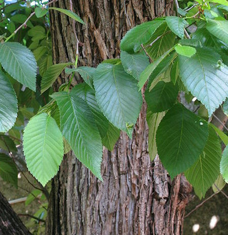 <p>Shade tree, often branches low and spreads out then droops, critically endangered in the wild, bark has thick gnarled ridges, brown scaled buds with no true terminal bud, simple serrated leaves with uneven chordate base and an acute apex</p>