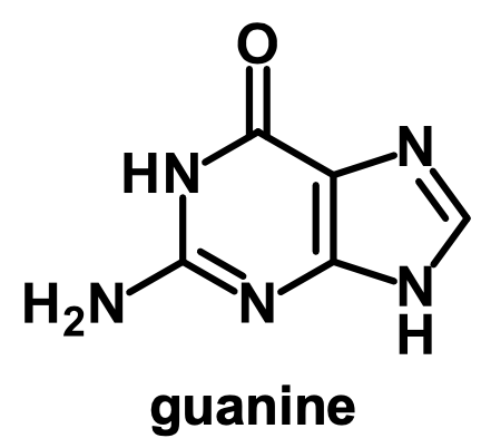 <p>guanine</p>