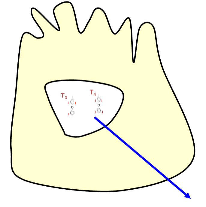 <p>When TSH stimulates thyroid, iodinated thyroglobulin is endocytosed back into the follicular cells</p><p>Lysosomes digest thyroglobulin and release T3 and T4 into circulation</p><p>MIT and DIT that are not coupled are deiodinated and recycled</p>
