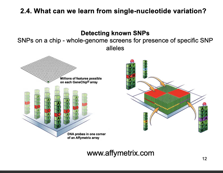 <p>i.e post-discovery by hybridisation</p><ul><li><p>calssical genetic mapping identifies rare high-risk disease alleles</p><ul><li><p>if pedigrees are available</p></li></ul></li><li><p>BUT: poor at identifying loci that make a small contribution to disease with heterogenous genetic and environmental causes:</p><ul><li><p>diabetes, multiple sclerosis, schizophrenia, bipolar disorder, asthma, heart disease, Parkinson’s disease</p></li></ul></li></ul><p></p>