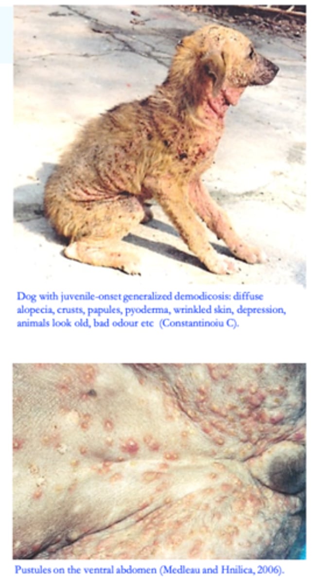 <p>Secondary bacterial infection =&gt; papules &amp; pustules, furuncles, pruritus (the short form of D. canis is more often associated with pruritus);</p><p>Crusts, hyperpigmentation, affected skin may become eroded or ulcerated from secondary superficial or deep pyoderma;</p><p>Peripheral lymphadenopathy, pain, fever, anorexia, lethargy, depression, debilitation;</p><p>Affected dogs may have an offensive odour (due to oxidation/effects of bacteria on the skin lipids);</p><p>The animals will look older, skin is wrinkled;</p><p>Lesions can be anywhere on the body, including the feet;</p>