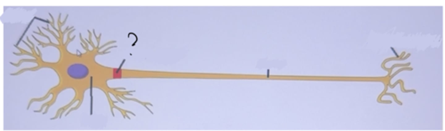 <p>The first part of the axon</p>