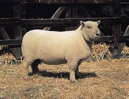 <p>Southdown</p>