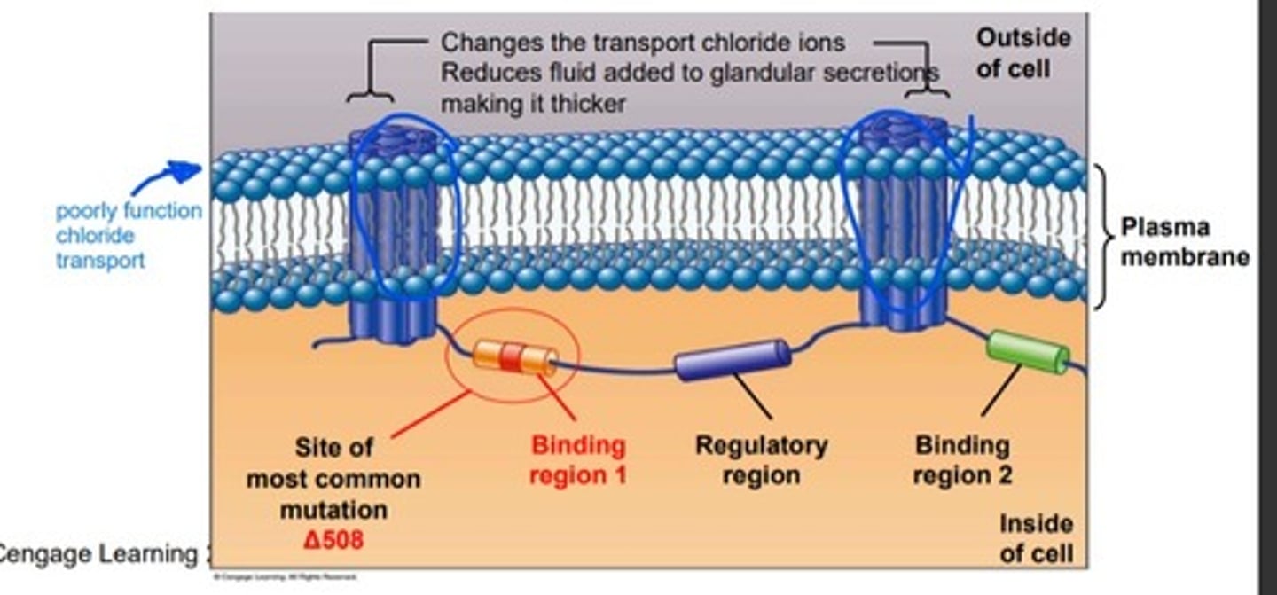 Pedigree Analysis in Human Chapter 4 Flashcards Knowt