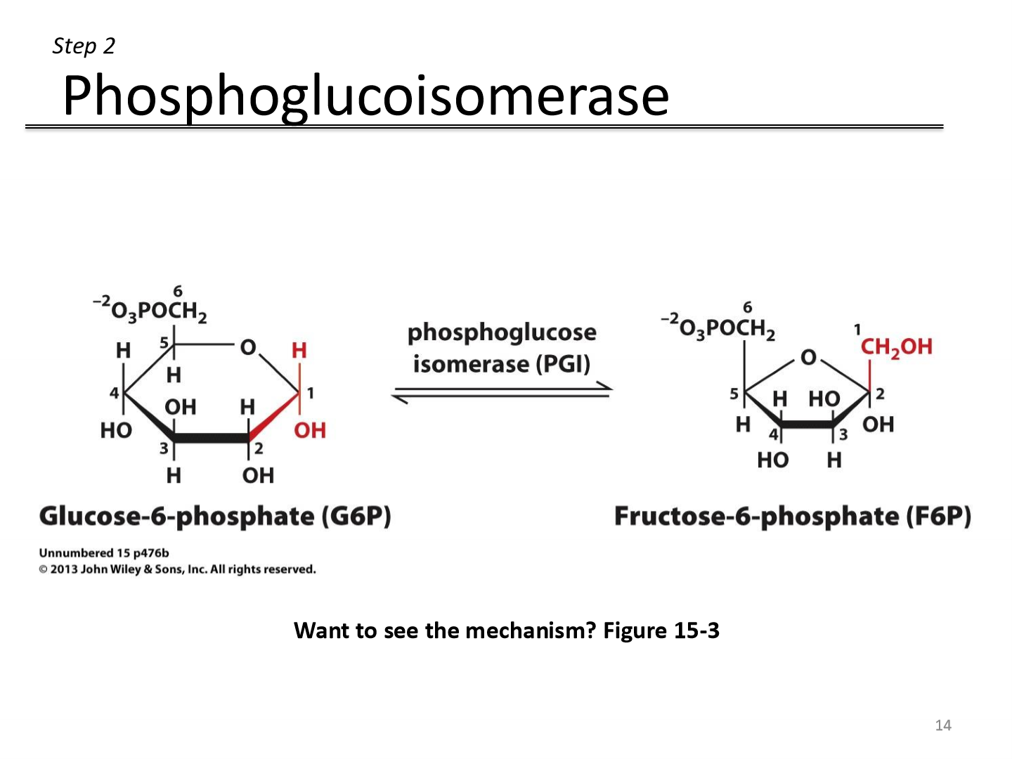 <p>- Involves general acid-base catalysis where an enzymatic acid, probably of a Lys residue, catalyzes ring opening</p><p>- Substrate binding</p><p>—> <strong>Acid-catalyzed ring opening</strong>: bond between O-C attacks an H+ atom on an acid, breaking the bond</p><p>—> <strong>base catalysis</strong>: base attacks the H+ on ‘2 carbon, double bond forms between carbon 1 and 2 from O-H bond</p><p>—> <strong>acid catalysis</strong>: double bond attacks another H+ from acid</p><p>—> <strong>base catalyzed ring closure</strong>: O- attacks ‘2 carbon to close the ring</p><p>—> product release</p><p></p>