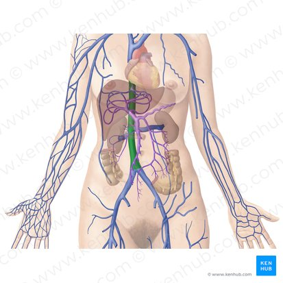 <p>A large vein that carries deoxygenated blood from the lower and middle body back to the heart.</p>