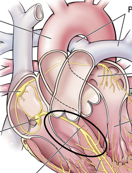 <p>helps form conduction myofibres that extend to ventricle walls and stimulate them to contract. (connects AV node to rest of conduction system)</p>