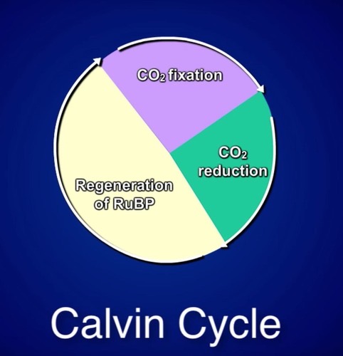 <ol><li><p>Fixing of carbon dioxide (gets attached to a 5-carbon molecule RuBP (ribulose bisphosphate) = 6 split = 3 - carbon molecules (3-PGA)</p></li><li><p>Reduction by NADPH (powered up by ATP and NADPH and converts it into G3P)</p></li><li><p>Replacement of the 5-carbon molecule RuBP = repeat</p></li></ol>