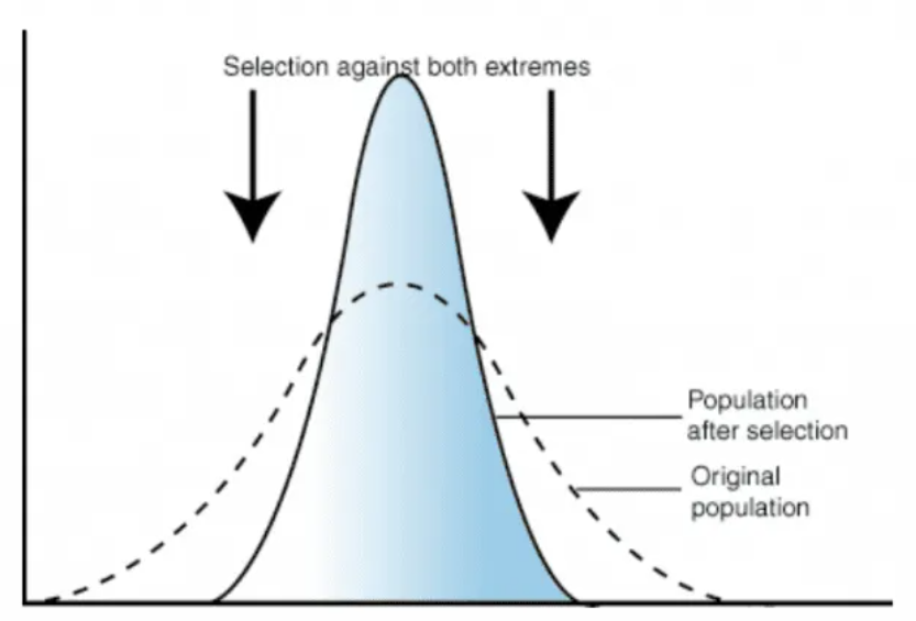 <p>Selection pressure which favours average individuals, and preserves the characteristics of the population</p>