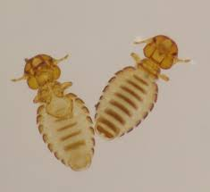 <p>ID external parastite</p>