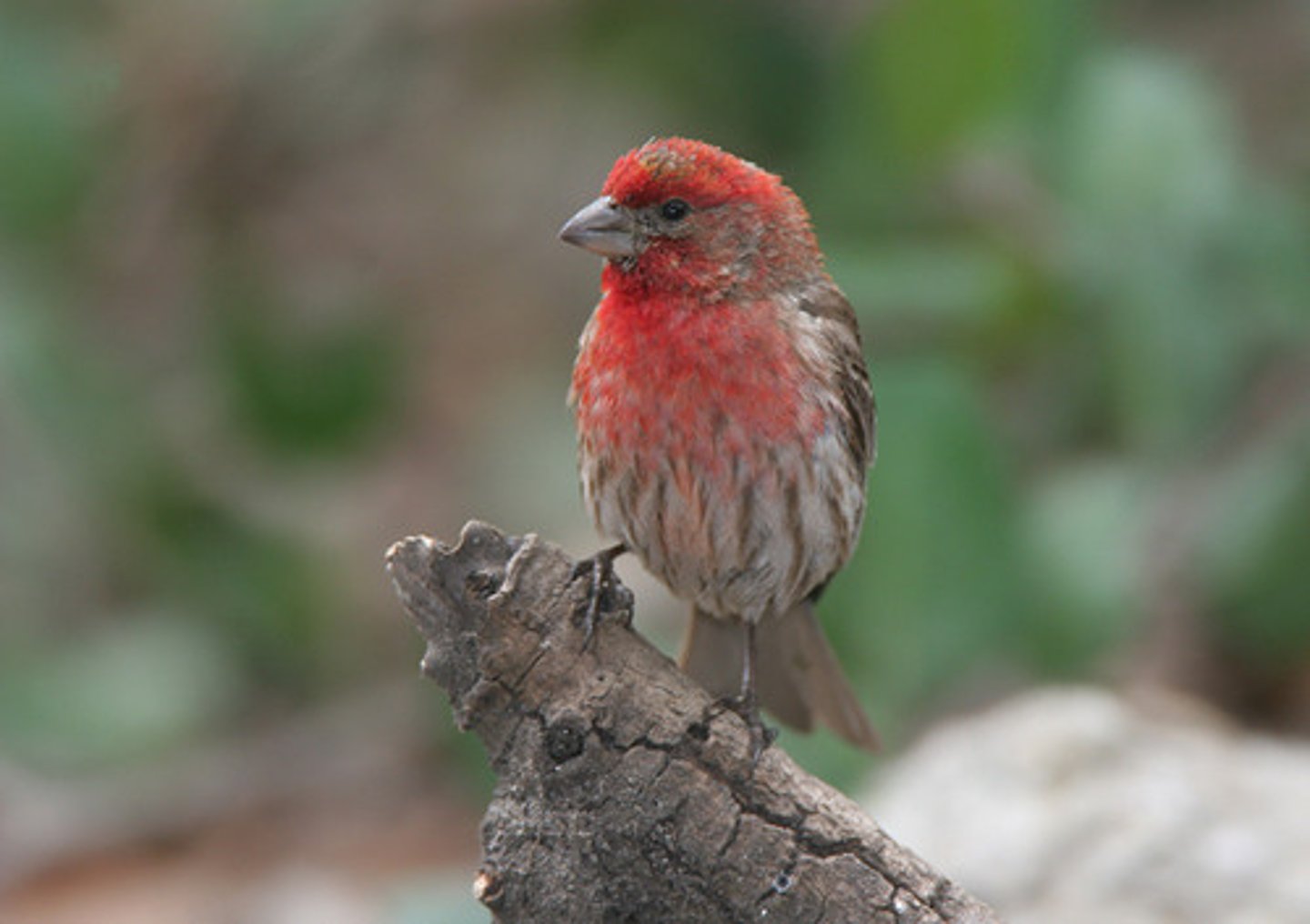 <p>House Finch</p>