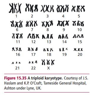 <p>multiples of (n)…change in # of haploid chromosome sets…entire SET of chromosomes change, excess or lack of entire set of chromosomes…Diploidy (2n), polyploidy, triploidy, tetraploidy, pentaploidy</p>