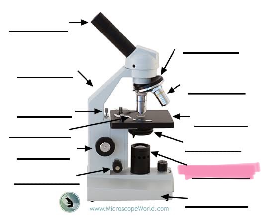 <p>label the highlighted</p>