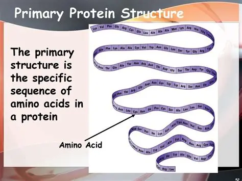 <p>amino acid sequence of a polypeptide </p>