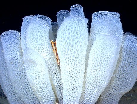 <p><span><strong>The sponges above are commonly known as&nbsp;venus flower basket. They belong to the class hexactinellida and genus _____.</strong></span></p>