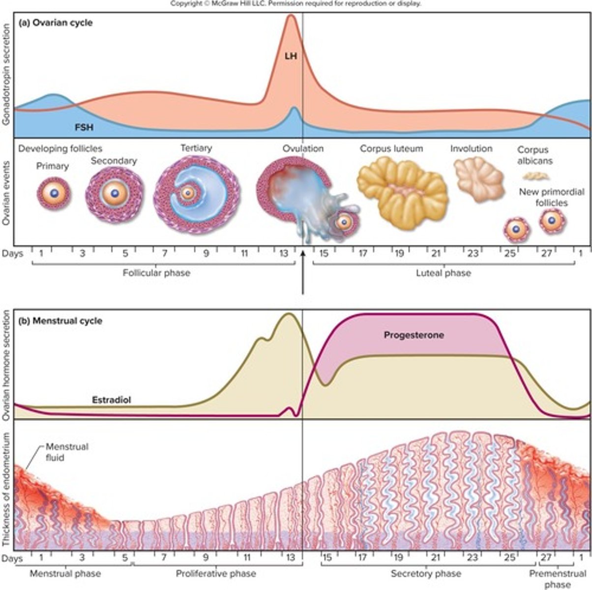 <p>The sequence of events from fertilization to giving birth and returning to fertility.</p>