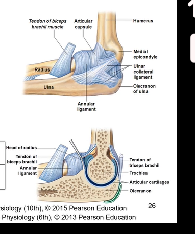 <p>hinge joint</p><p>flexion and extension</p><p>sag. or sagittal /ML ( medial lateral axis)</p><p>trochlea of humerus and trochlear notch of ulna articulate together</p><p>ulnar collateral ligament</p>