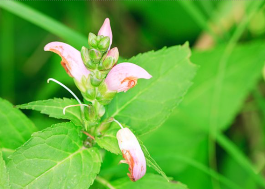 <p>Pink turtlehead</p>