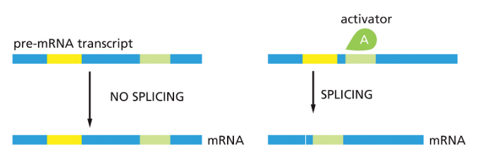 <p>directs splicing machinery to splice site that would otherwise not be used</p>