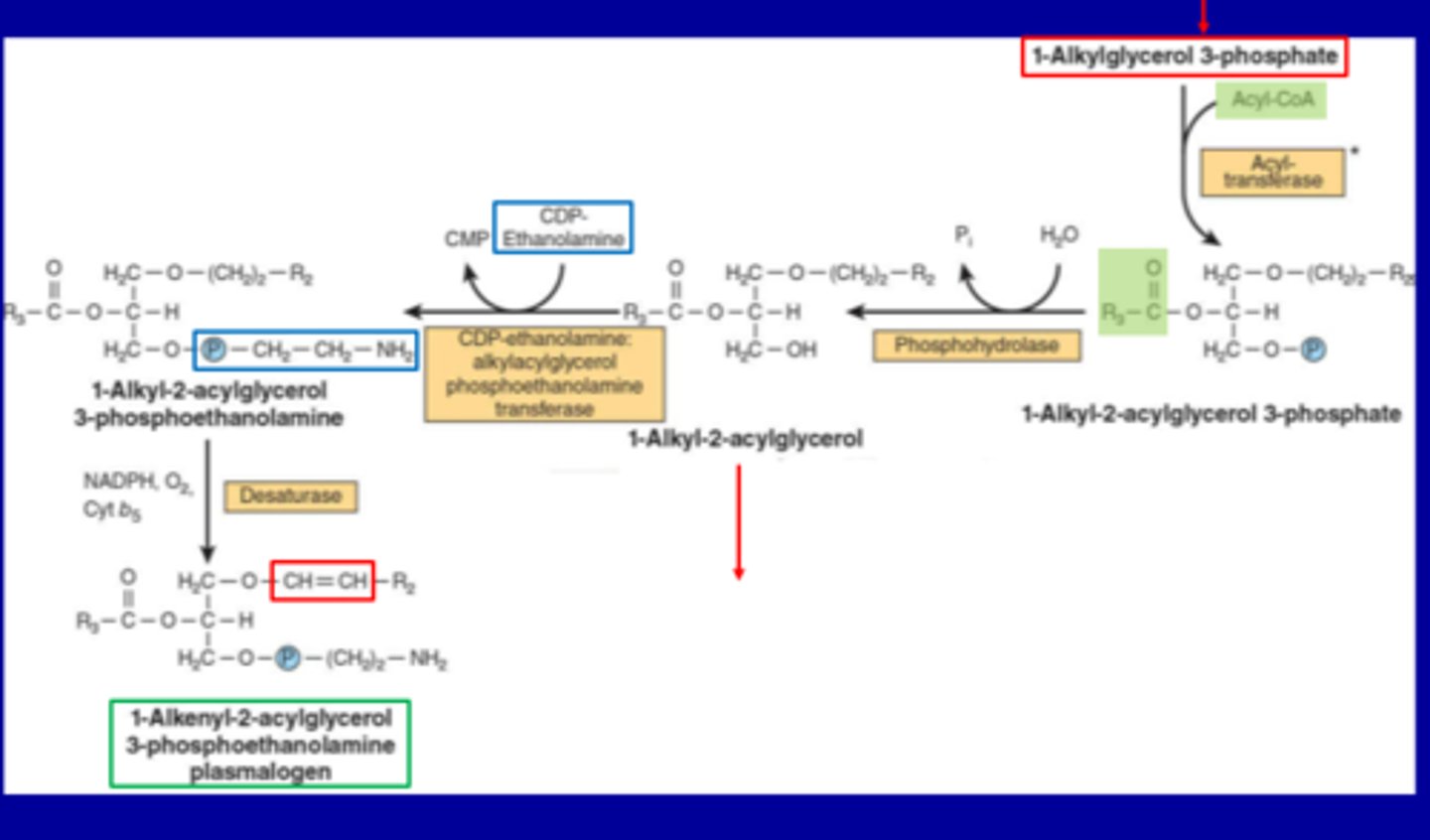 <p>1. Formation of 1-Alkyl-2-acylglycerol</p><p>Starting compound: 1-Alkyl-2-acylglycerol 3-phosphate</p><p>Enzyme: Phosphohydrolase</p><p>Reaction: Removal of phosphate group → 1-Alkyl-2-acylglycerol</p><p>2. Addition of Phosphoethanolamine</p><p>Reactants: 1-Alkyl-2-acylglycerol CDP-Ethanolamine </p><p>Enzyme: CDP-ethanolamine:alkylacylglycerol phosphoethanolamine transferase</p><p>Product: 1-Alkyl-2-acylglycerol 3-phosphoethanolamine</p><p>3. Desaturation to Form Plasmalogen</p><p>Enzyme: Desaturase</p><p>Cofactors: NADPH, O₂, Cytochrome b₅</p><p>Reaction: Introduces a double bond at the sn-1 ether linkage</p><p>Product: 1-Alkenyl-2-acylglycerol 3-phosphoethanolamine plasmalogen</p>