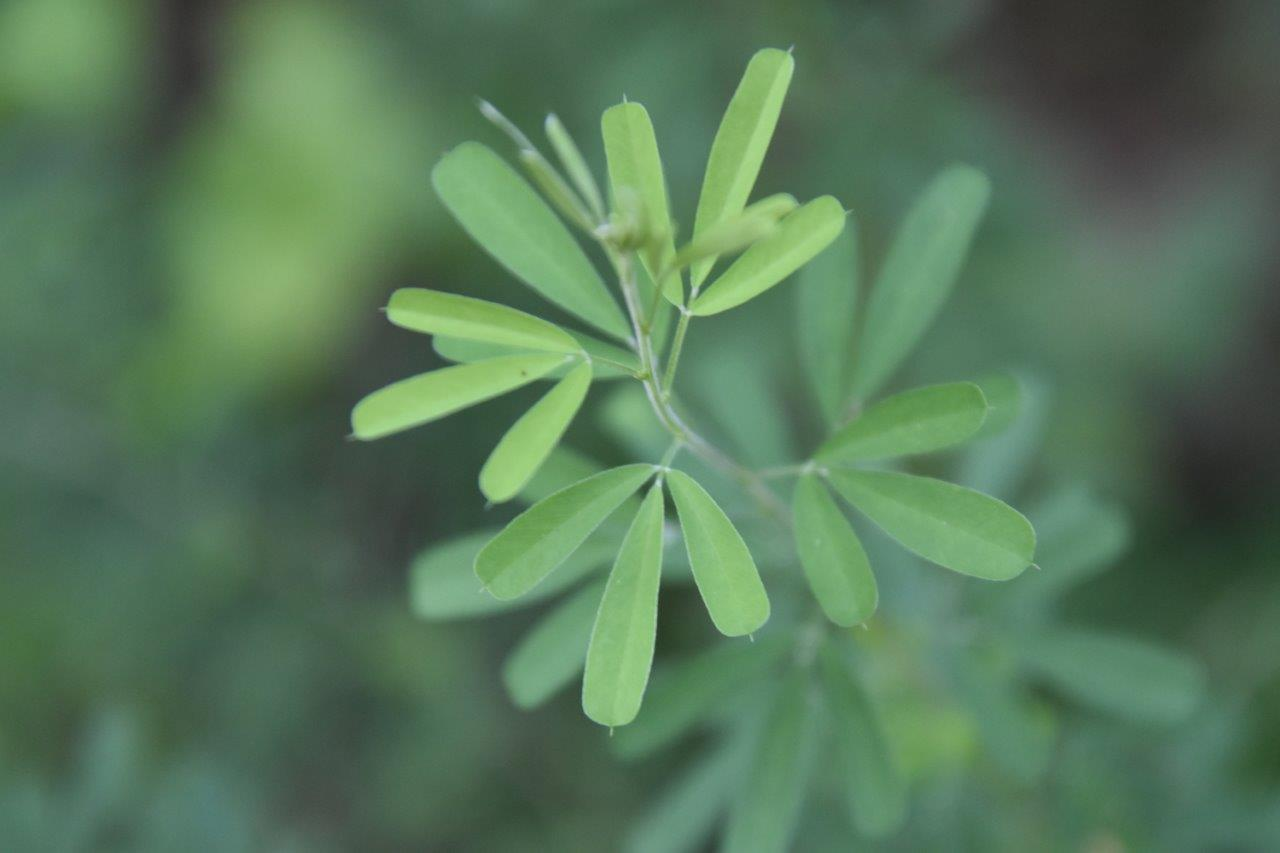 <p><em>Lespedeza cuneata</em></p>