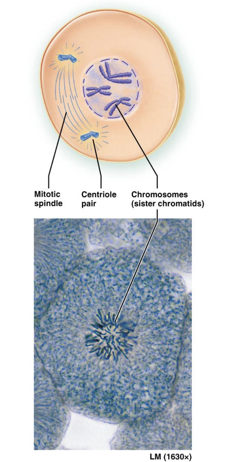 <p>What happens in Prophase?</p>