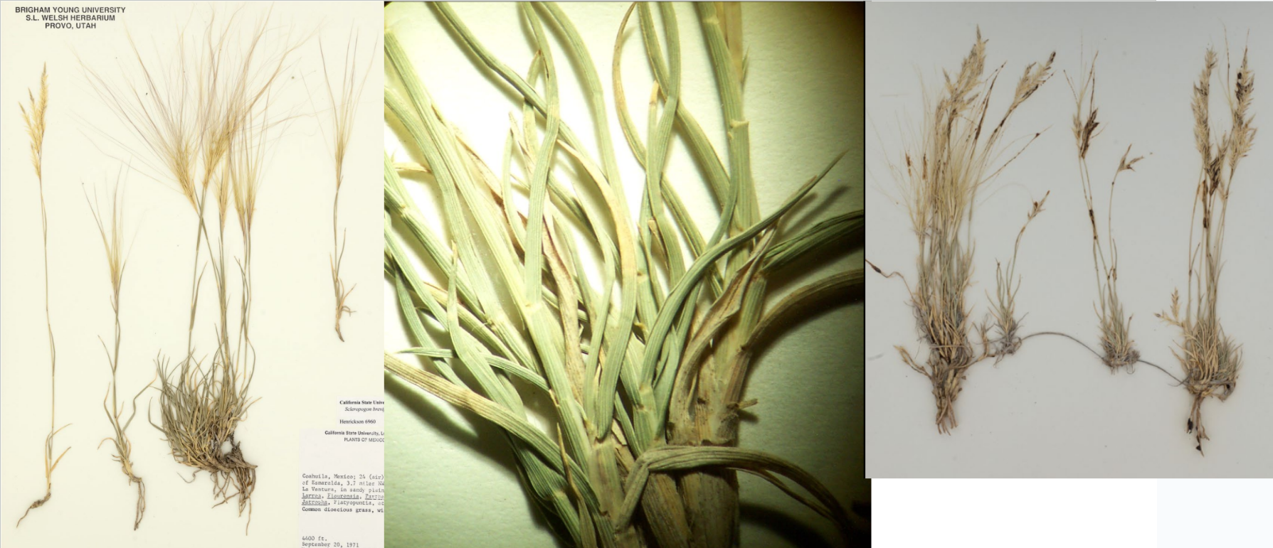 <p>Dioecious (male and female plants. Usually both on mount)</p><p>Male: no awns</p><p>Female: very long awns</p><p>Low growing, sharp, slender, twisted leaves with white collar</p><p>Stoloniferous </p>