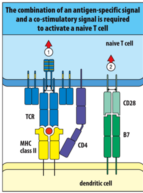 <p>antigen-specific; co-stimulatory; naive CD8 and naive CD4 T cells; CD28; B7</p>