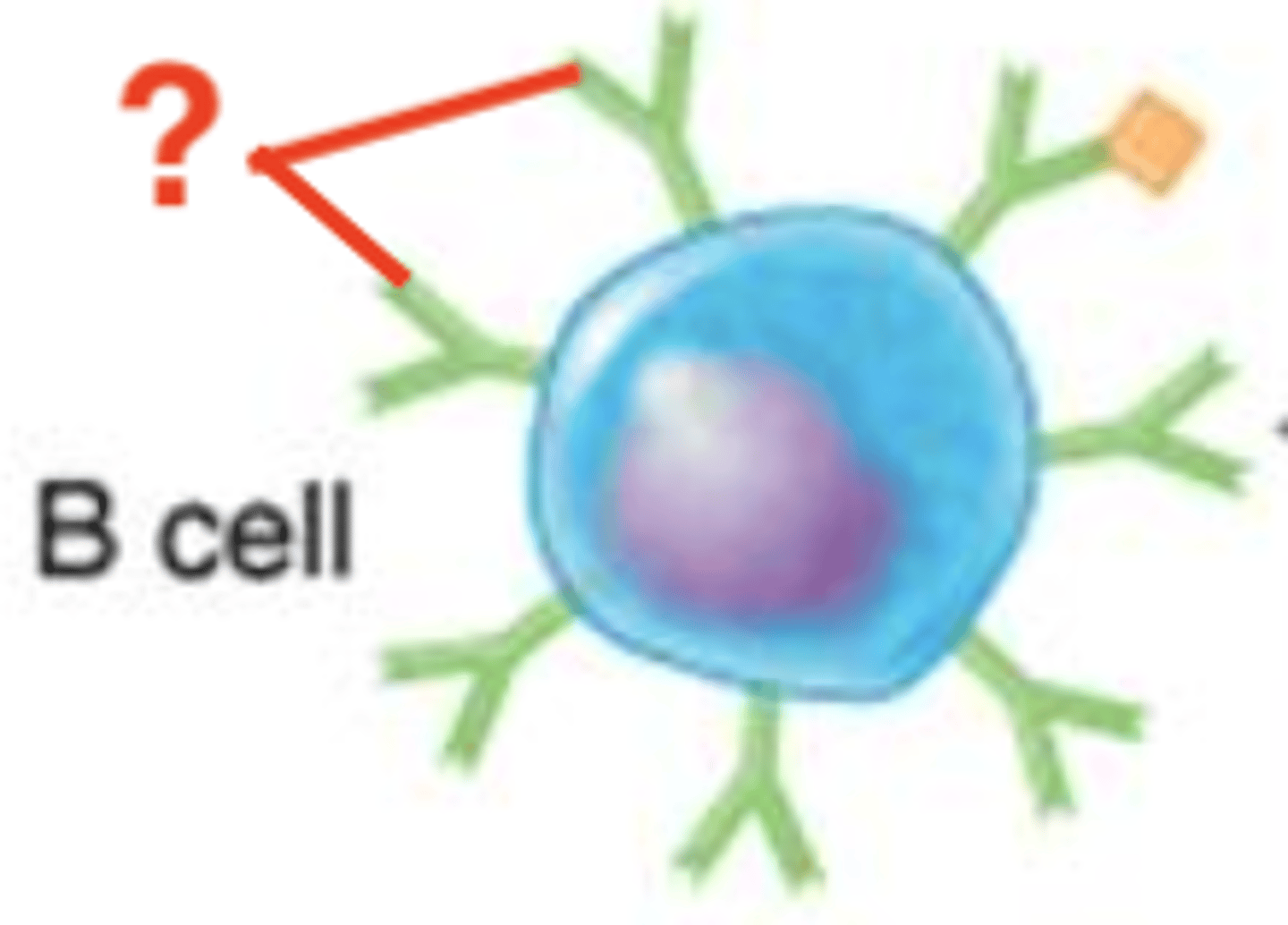 <p>B cell activation</p><p>Which structures are these? Include Fab regions</p>